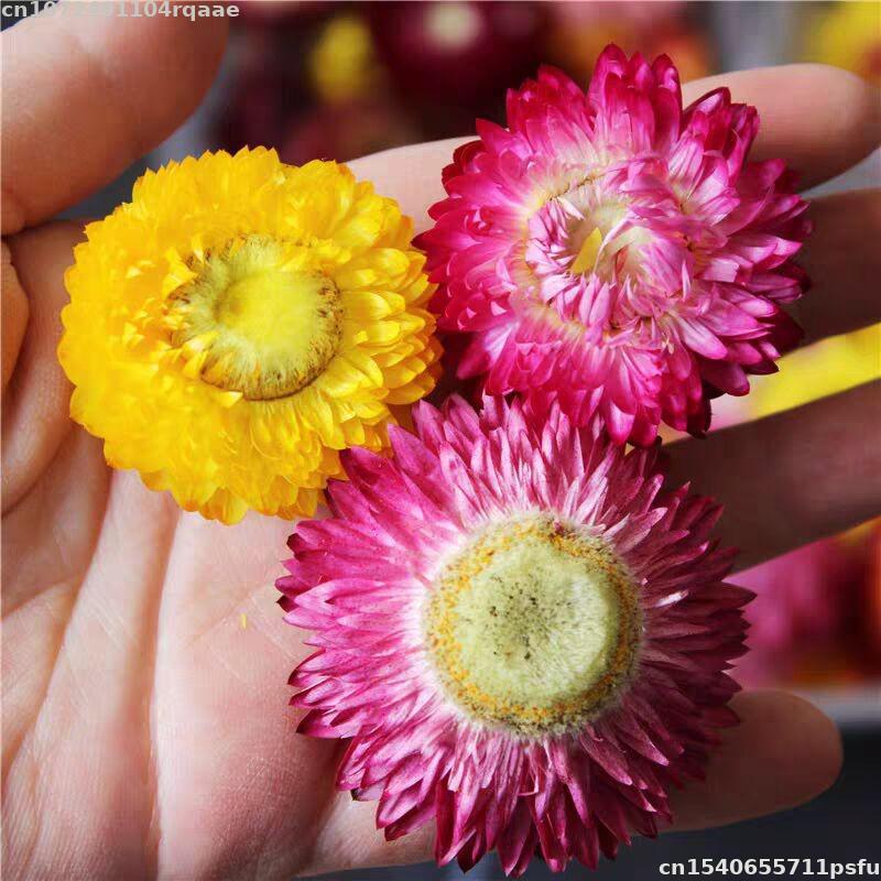 Flores Secas 100% Naturales Br - Candle Making Material Wholesale reseña y precio